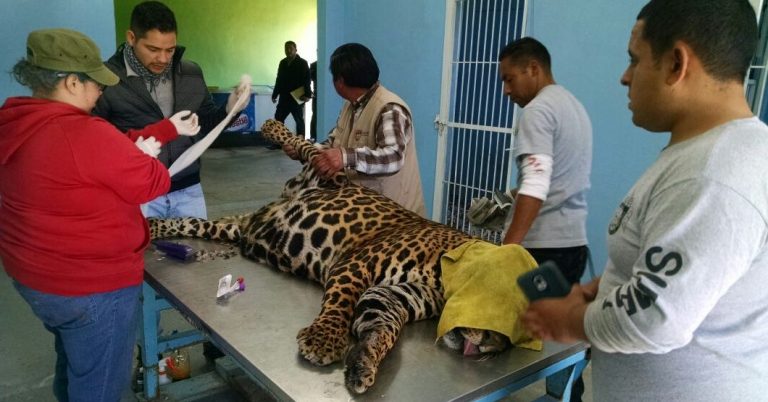 Realizan revisión médica a Nahual, el jaguar del Parque Morelos