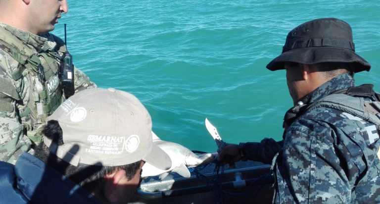 Rescatan Semar y  Gendarmería de policía federal tiburón martillo en el alto Golfo de California