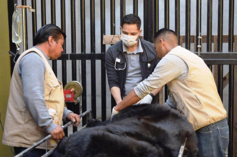 Realiza SIMPATT chequeo médico a oso negro en el Parque Morelos