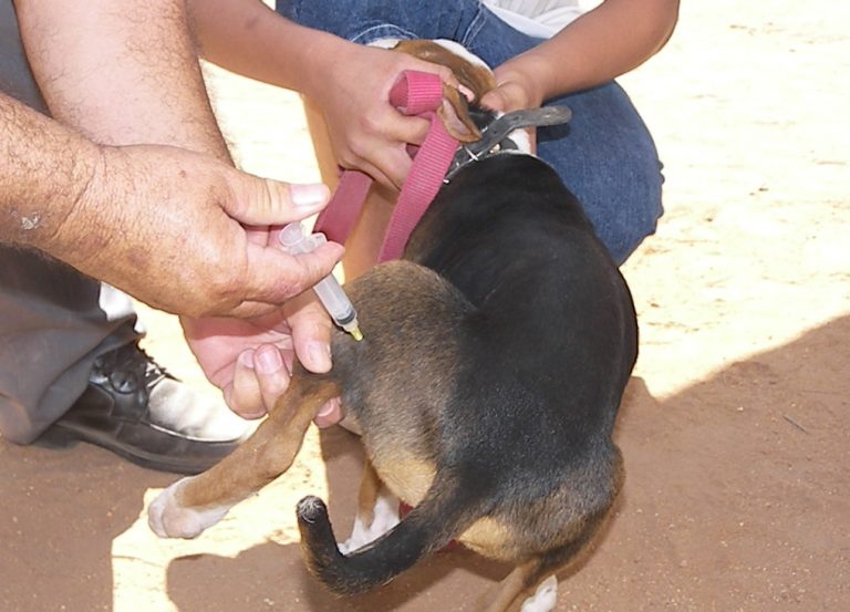 Invitan a vacunar a las mascotas contra la rabia