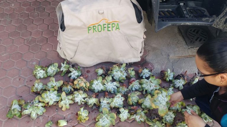 SEDENA y PROFEPA detienen a 4 personas por extracción y transportación ilegal de plantas endémicas