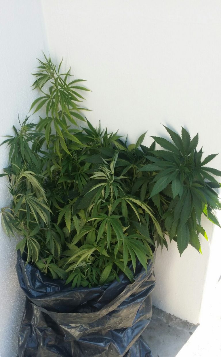 Captura Policía Municipal a hombre con plantas de marihuana