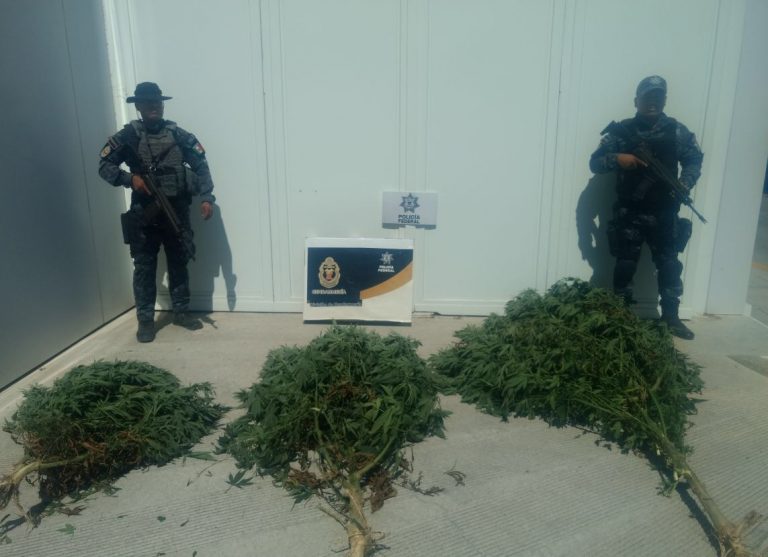 Gendarmería asegura 15 kilos de marihuana sembrada en terreno baldío de Tijuana