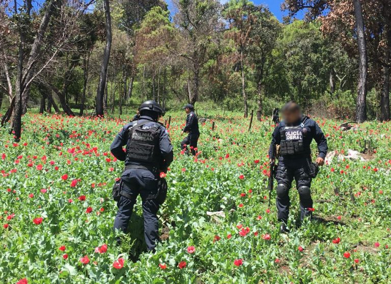 Elementos de Policía Federal localizan y destruyen plantío de amapola