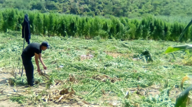 Policía Federal destruyó un sembradío con más de 320 toneladas de marihuana en el estado de Sonora