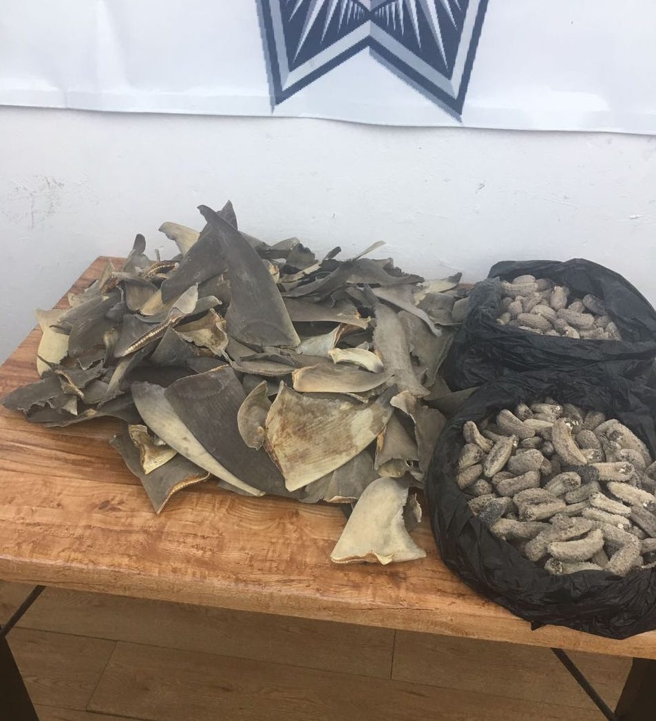 Localizan 205 aletas de tiburón y 345 piezas de pepino de mar en paquetería en Tijuana