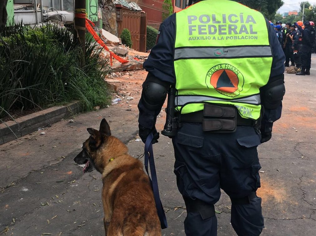 Kublay el oficial canino de Policía Federal que ha recuperado más de 70 cuerpos
