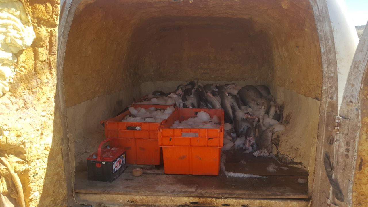 Policía Federal decomisa 613 kilos de producto marino como tiburón y mantarraya en Baja California Sur.