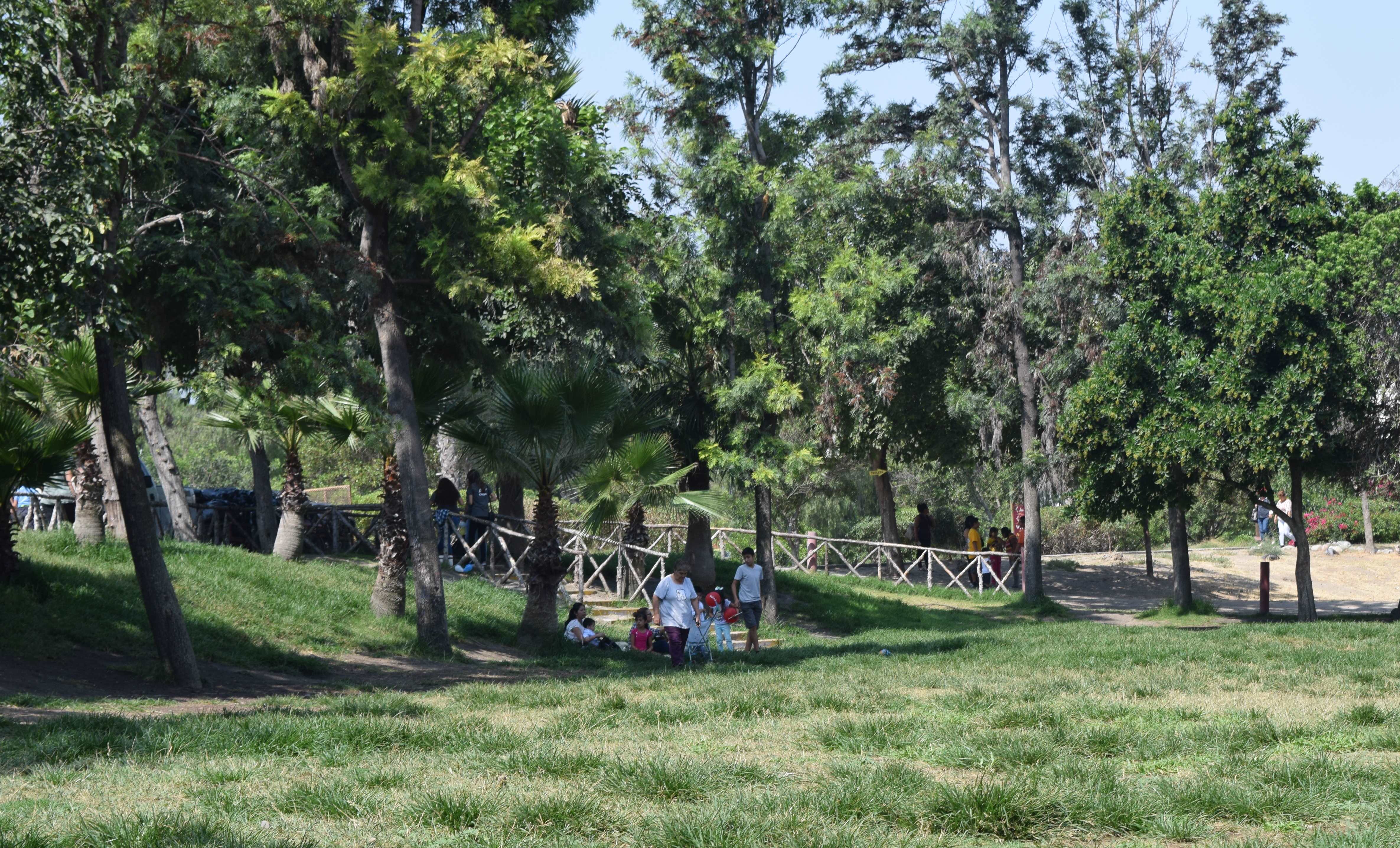 Concluye segunda etapa del Censo del Árbol en el Parque Morelos