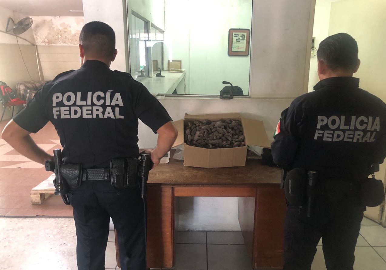 Policía Federal asegura en paqueterías de Sinaloa cerca de cinco kilos de cristal ocultos en una impresora y 15 kilos de pepino de mar