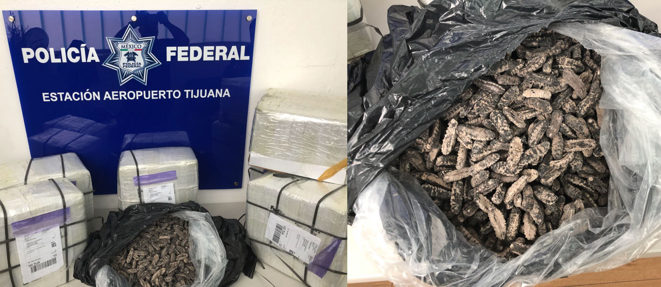 Policía Federal asegura en el Aeropuerto Internacional de Tijuana 114 kilogramos de pepino de mar