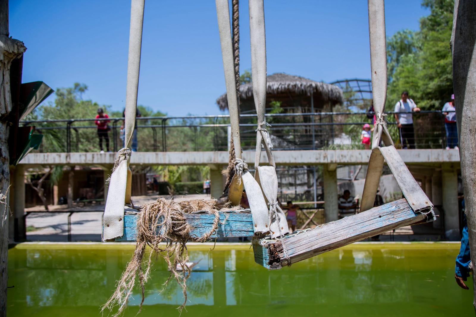 Rehabilitan hábitat de monos araña en Parque Morelos