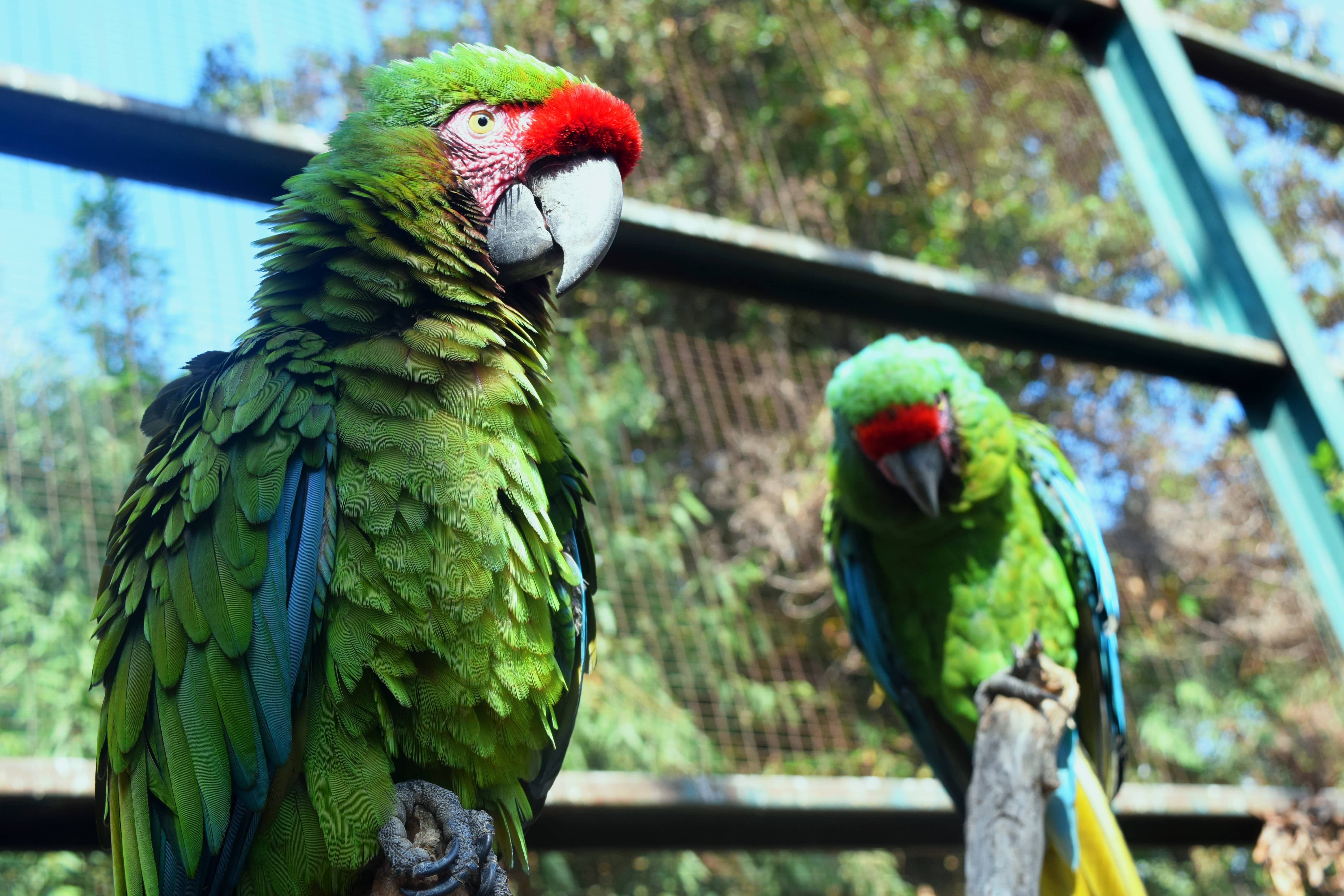 Preserva Parque Morelos a la guacamaya verde El zoológico alberga ocho  parejas de guacamayas verdes - Guardián Tijuana