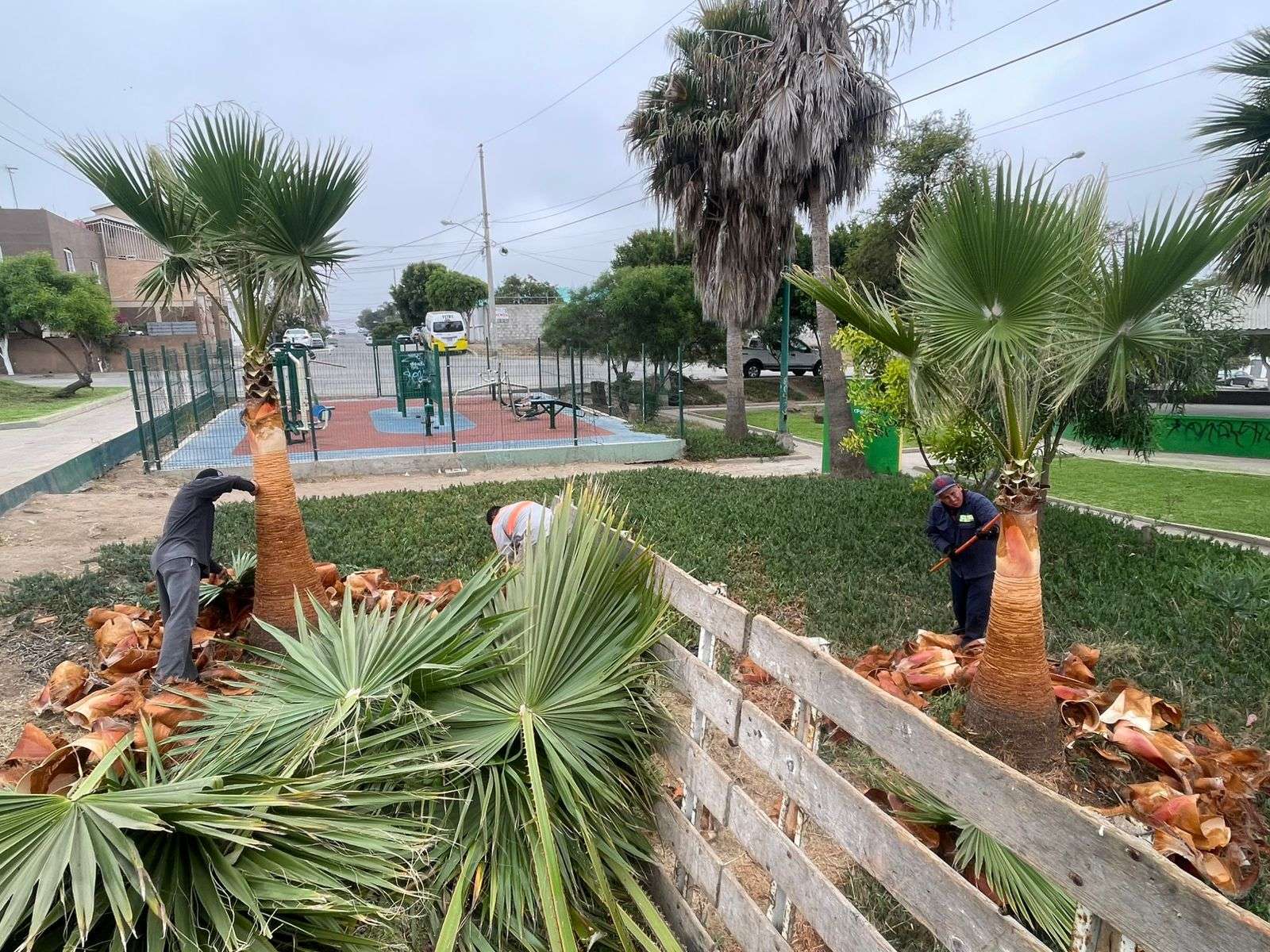 Ayuntamiento de Playas de Rosarito realiza poda de más de 300 palmeras